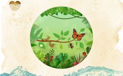 the transformational stages of a butterfly